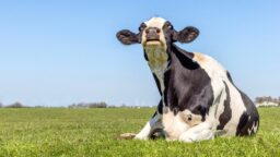 IL: ”Syökää kotimaista vielä kun sitä on” – karjatilallisten ahdinko on syventynyt jo vuosia