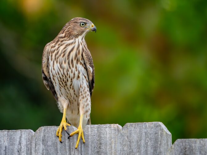 Raaka video järkytti – 25-vuotias mies kaatoi alkoholia suojellun haukan suuhun ja sai vankeustuomion