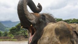 Thaimaalaista kansallispuistoa piinaa sarjamurhaajanorsu