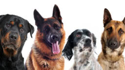 IL: Yksi koirarotu korostuu hyökkäystilastoissa