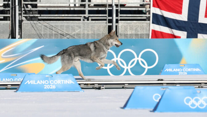Onko se susi? Onko se Snoop Dogg? Ei, se on Nazgul – lisätietoa olympialadulla kirmanneesta eläimestä