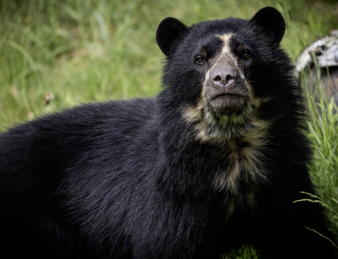 IS: Tapio ehdotti vaimolleen Ähtärin eläinpuiston pelastamista: ”sanoin ei, ei ja vielä kerran ei!” – nyt hän on eläinpuiston uusi johtaja
