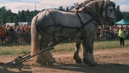 Hirveä tragedia Aurajoella – hevosmetsurin tunnetut työtoverit Alisa ja Parooni menehtyivät jäihin