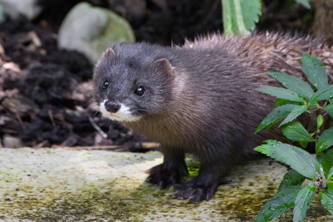 Minkinnahkoja myytiin Suomesta maailmalle poikkeukselliseen hintaan