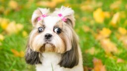 Somessa äimistellään optista illuusiota –”oletko normaali ja näet haarukoita?”