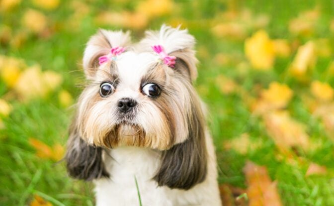 Somessa äimistellään optista illuusiota –”oletko normaali ja näet haarukoita?”