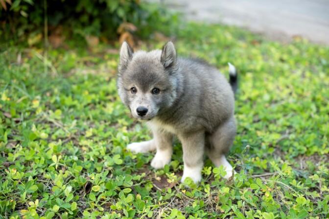 Kevät koittaa, koirankakka kyrsii – Saarijärvi keksi ratkaisuksi kakkakarkelot