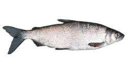 IL: Tämä suosikkikala loppui kaupoista – syy ei yllättänyt