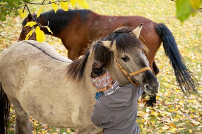 Ahdistelu hevostallilla aiheutti uhrille vakavia mielenterveysongelmia – iäkäs mies jatkoi pyynnöistä huolimatta