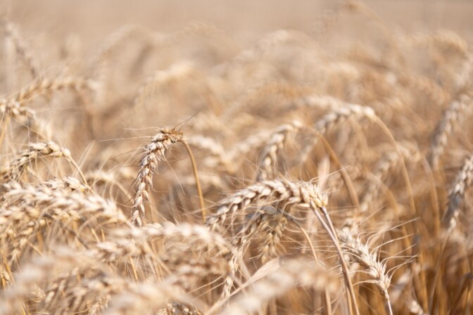 Viljan ja perunan viljely kriisissä – Iranin sota uhkaa suomalaisen ruoan tuotantoa