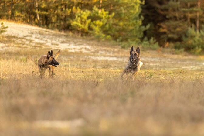 AL: Vapaana juoksevat aggressiiviset koirat kylvävät kauhua Kangasalla – asukkaat liikkuvat kirveiden kanssa