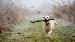 IL: Moni omistaja kuormittaa koiransa kehoa tietämättään – kivut huomattavasti luultua yleisempiä