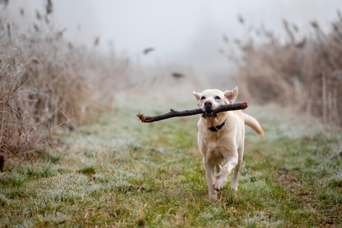 IL: Moni omistaja kuormittaa koiransa kehoa tietämättään – kivut huomattavasti luultua yleisempiä
