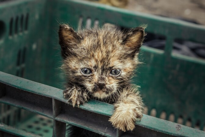 Yle: Kissanpentu toi mukanaan tappavan taudin – jo neljä kissaa kuollut