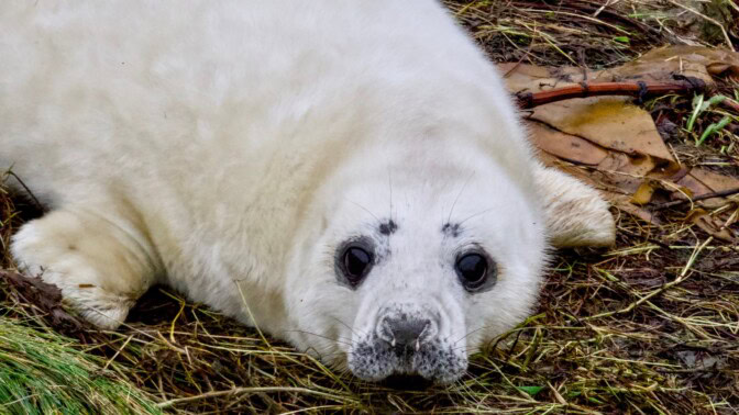 Hellyttävä kuutti loukkaantui pahan näköisesti – merivartiosto pelasti pinteestä
