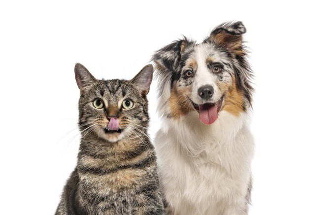 Varoitus lemmikinomistajille: nämä pääsiäisen herkut ja kukat voivat olla hengenvaarallisia