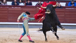 Sonni tappoi entisen matadorin kesken härkätaisteluvalmistelujen
