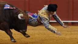 ”Härkätaistelujen kuningas” hävisi – sarvi lävisti peräsuolen