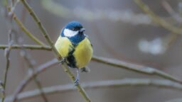 Tiesitkö lintujen pelkäävän enemmän miehiä kuin naisia? Tästä sen arvioidaan johtuvan