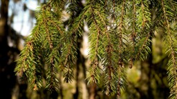 Perisuomalainen ja tuoksuva aine edistää haavojen parantumista