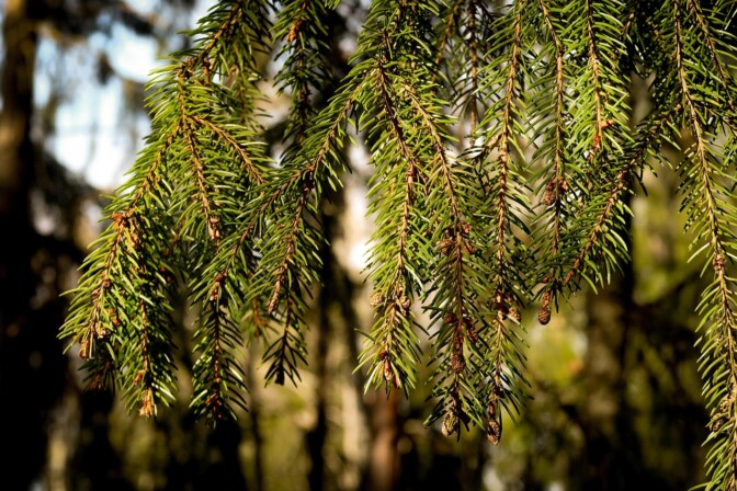 Perisuomalainen ja tuoksuva aine edistää haavojen parantumista