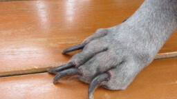 Aki Mannisen ja Rita Niemi-Mannisen Pomo-koirasta on tehty eläinsuojeluilmoitus