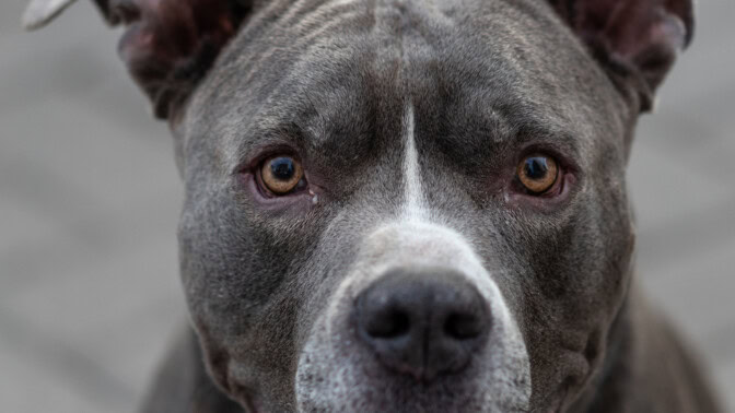 Kaleva: Pikkukoira kuoli isomman koiran hyökkäyksen jälkeen – omistaja ei halua rikosilmoitusta