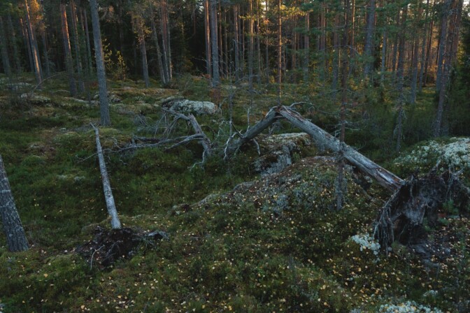 Tshernobyl näkyy Suomessa yhä – näissä ruokasienissä on edelleen säteilyä