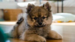 HS: Lilo-koira kuoli tupakannatsaan, vaikka omistaja ehti hätiin