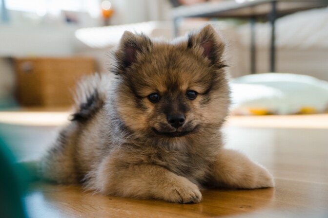 HS: Lilo-koira kuoli tupakannatsaan, vaikka omistaja ehti hätiin