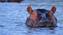 Nyt tulee lähtö Kolumbiaa riivaaville Escobarin virtahevoille