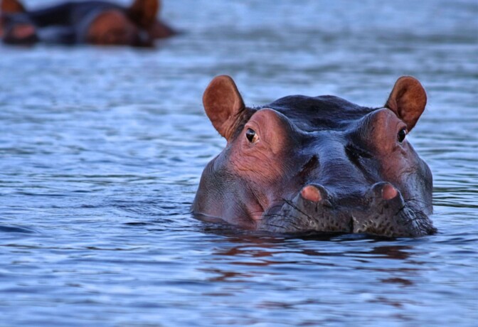 Nyt tulee lähtö Kolumbiaa riivaaville Escobarin virtahevoille