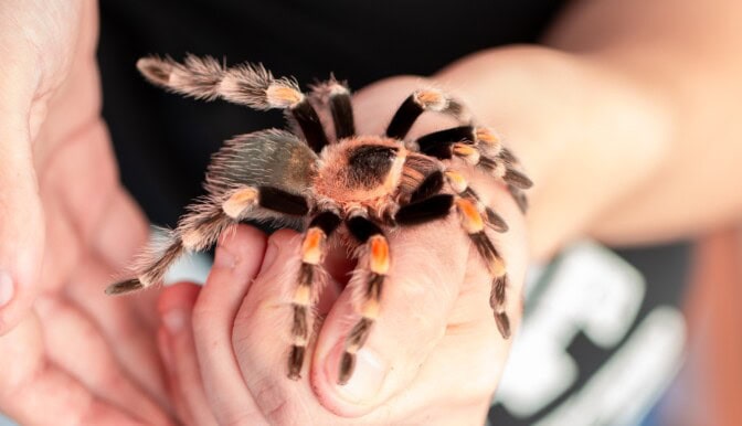 Yllättävä tutkimus hämähäkeistä: tämä laji muistaa ja oppii