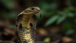 Kobra luikerteli turistin lahkeesta sisään – hotellin matelijaesitys päättyi traagisesti