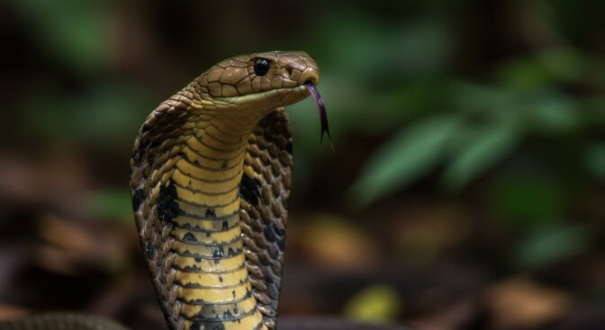 Kobra luikerteli turistin lahkeesta sisään – hotellin matelijaesitys päättyi traagisesti