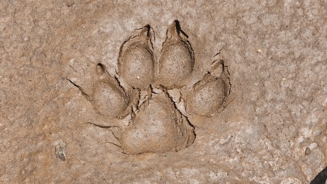 Irtokoira hyökkäsi hirvein seurauksin – poliisi etsii