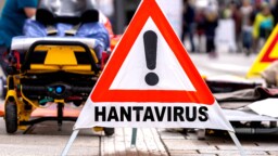 THL: Tällaiset ovat hantaviruksen riskit Euroopassa