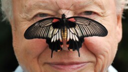 Onnea, Sir David Attenborough! Legendaarinen luontoääni täyttää 100 vuotta