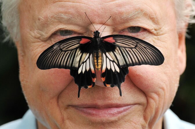 Onnea, Sir David Attenborough! Legendaarinen luontoääni täyttää 100 vuotta