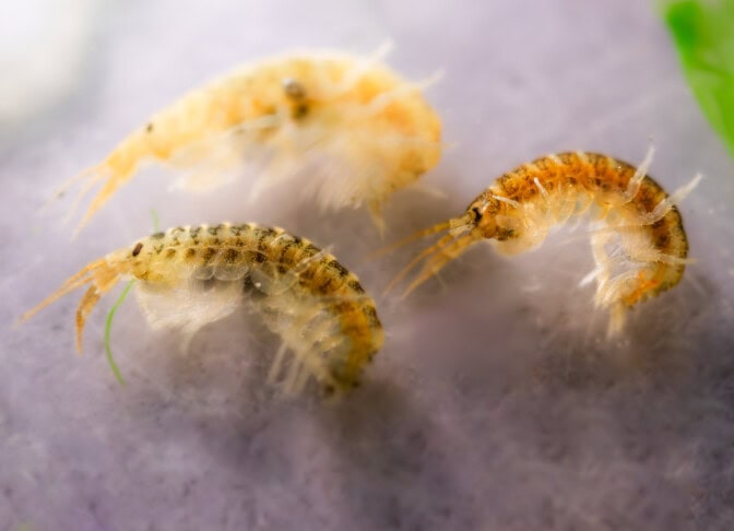 Uusi pelätty vieraslaji rantautui Suomeen – tältä näyttää ”killer shrimp”