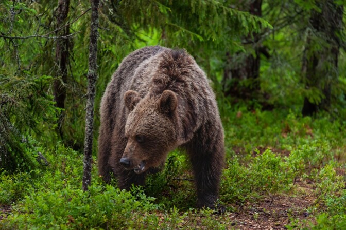 Karhu koki loppunsa Sonkajärvellä – varomattomuus kävi kohtalokkaaksi