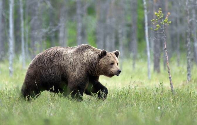 Törkeä metsästysrikos Jämsässä johti karhun lopettamiseen: eläin kärsi kovista kivuista