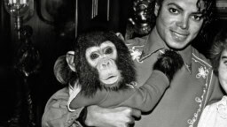 Michael Jacksonin simpanssi Bubbles oli 80-luvun superjulkkis – näin apina voi tänään
