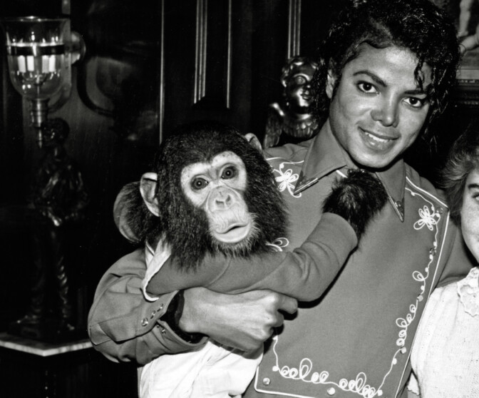 Michael Jacksonin simpanssi Bubbles oli 80-luvun superjulkkis – näin apina voi tänään