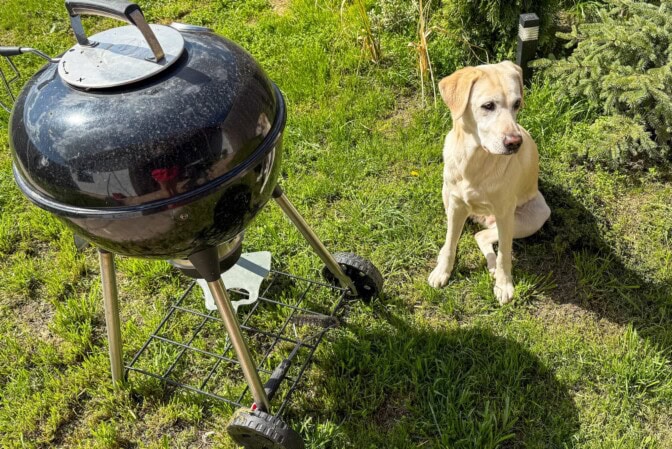 Nämä kesäherkut ovat vaaraksi koiralle