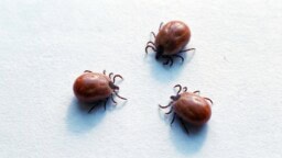 IS: Tämä pieni kotipihan asukki voi vähentää punkkien määrää merkittävästi