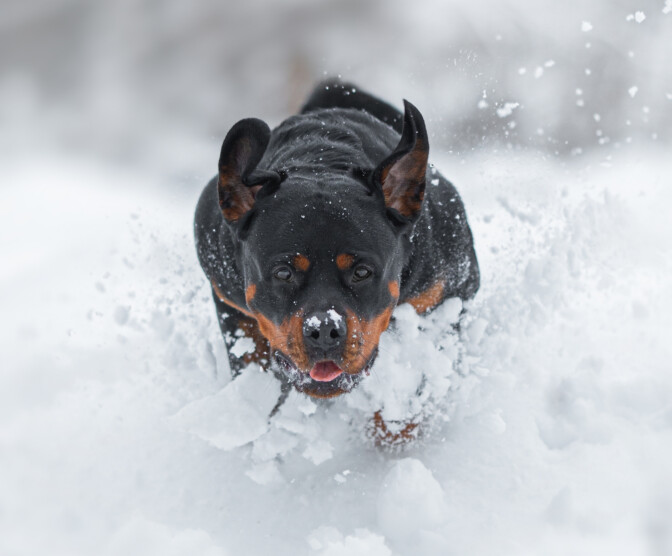 Yle: Rottweiler kärähti kokaiinista – Kennelliitto lätkäisi osallistumiskiellon