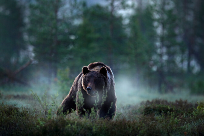 Riistakeskus myönsi poikkeusluvat lähes kahdensadan karhun metsästykseen